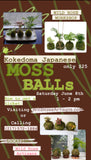 Workshop Kokedama Japanese Moss Balls